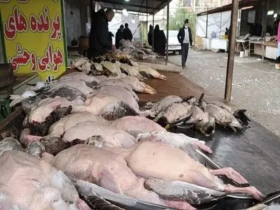 کشیده شدن فروش غیرمجاز پرندگان به کنار خیابان بعد از تعطیلی بازار فریدونکنار/ محیط‌بانان دام‌ها را جمع و دامگاه‌داران بلافاصله پهن می‌کنند 