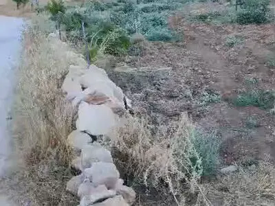 شهرک‌نشینان صهیونیست درختان زیتون در مسافر یطا در کرانه باختری را قطع کردند + فیلم