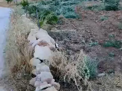 شهرک‌نشینان صهیونیست درختان زیتون در مسافر یطا در کرانه باختری را قطع کردند + فیلم