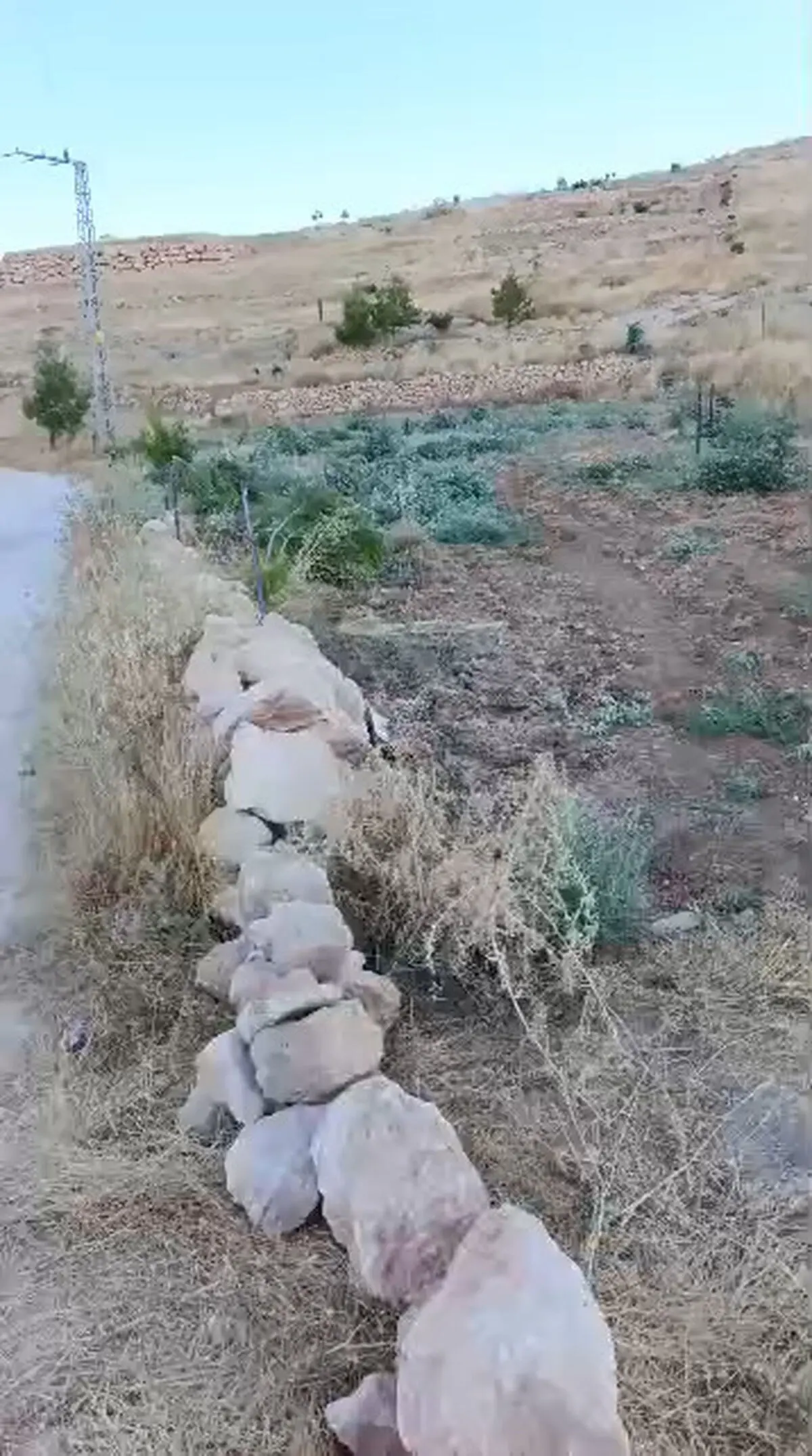 شهرک‌نشینان صهیونیست درختان زیتون در مسافر یطا در کرانه باختری را قطع کردند + فیلم