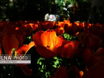 باغ لاله های آسارا 