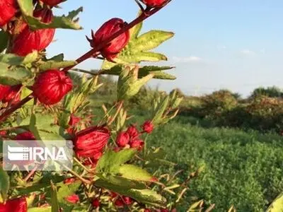 چربی‌سوزی شکم با مصرف این داروی گیاهی