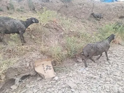 نجات ۱۰۰ رأس گوسفند گرفتار در باتلاق توسط آتش‌نشانان قزوین