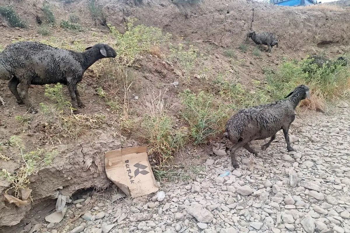 نجات ۱۰۰ رأس گوسفند گرفتار در باتلاق توسط آتشنشانان قزوین