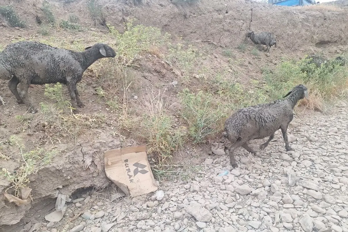نجات ۱۰۰ رأس گوسفند گرفتار در باتلاق توسط آتش‌نشانان قزوین