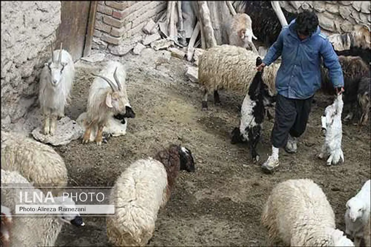 تب برفکی همچنان در سرفیروزآباد قربانی میگیرد
