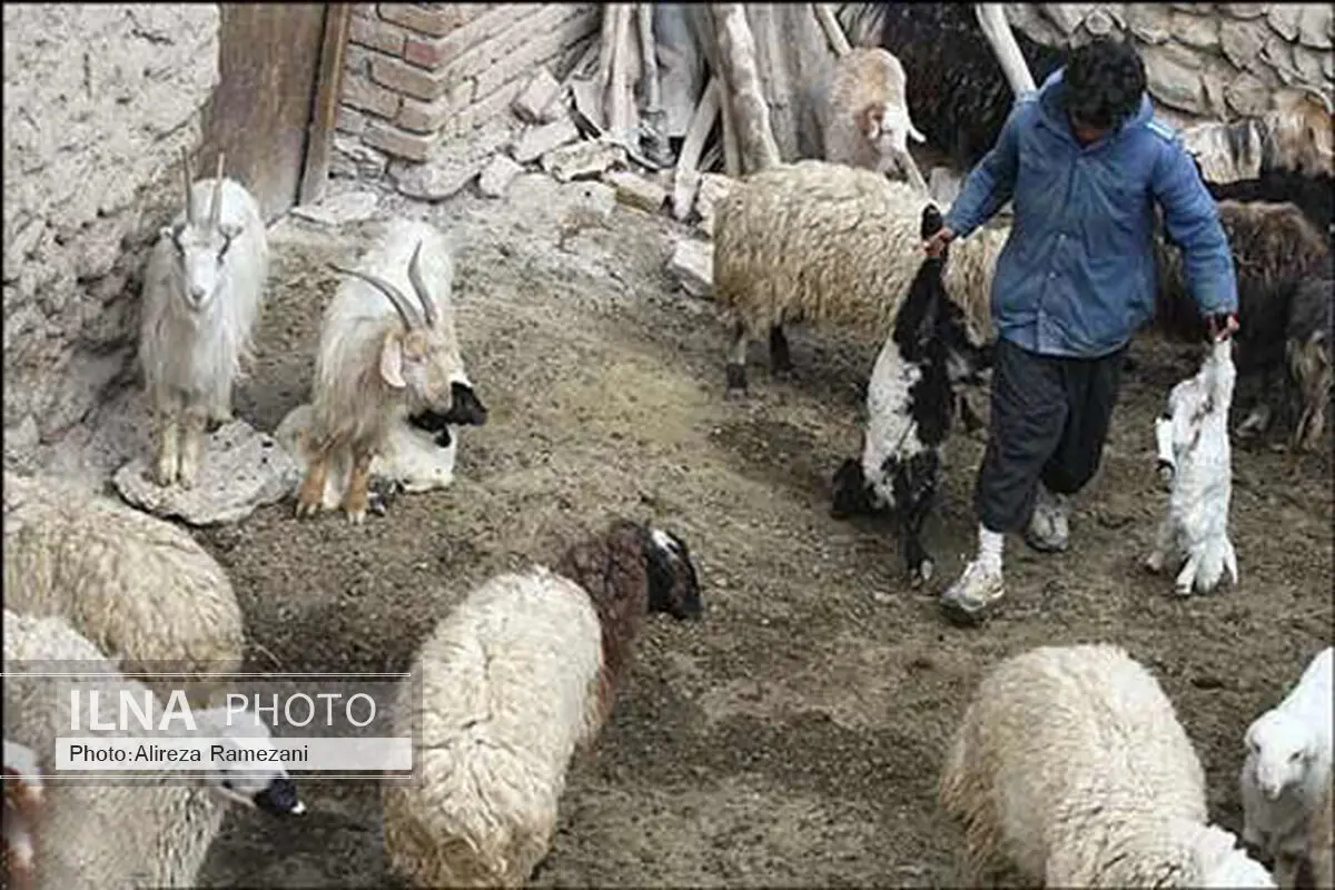 تب برفکی همچنان در سرفیروزآباد قربانی می‌گیرد