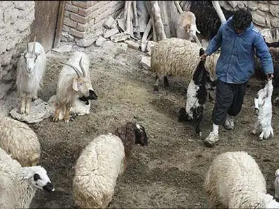 تب برفکی همچنان در سرفیروزآباد قربانی می‌گیرد