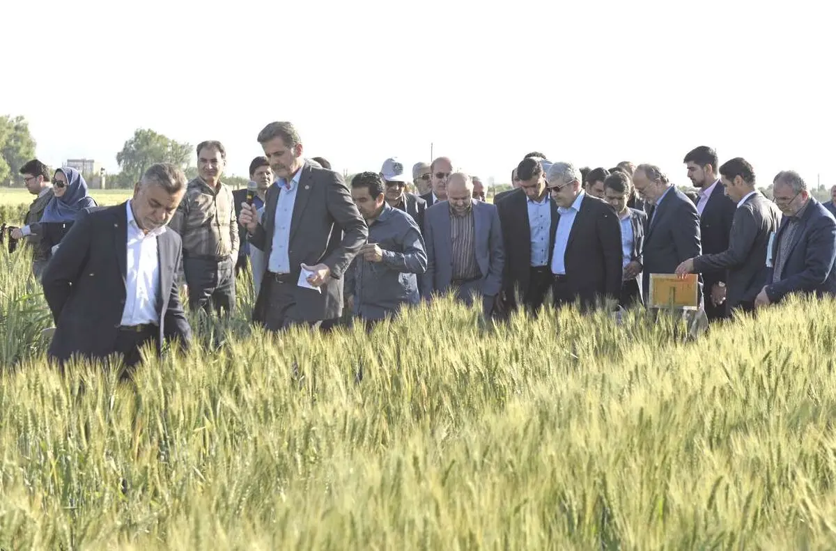 ۴ دانش فنی ارقام اصلاح شده جدید زراعی به بخش خصوصی واگذار شد/استمرار حمایت های معاونت علمی فناوری ریاست جمهوری از تحقیقات کشاورزی