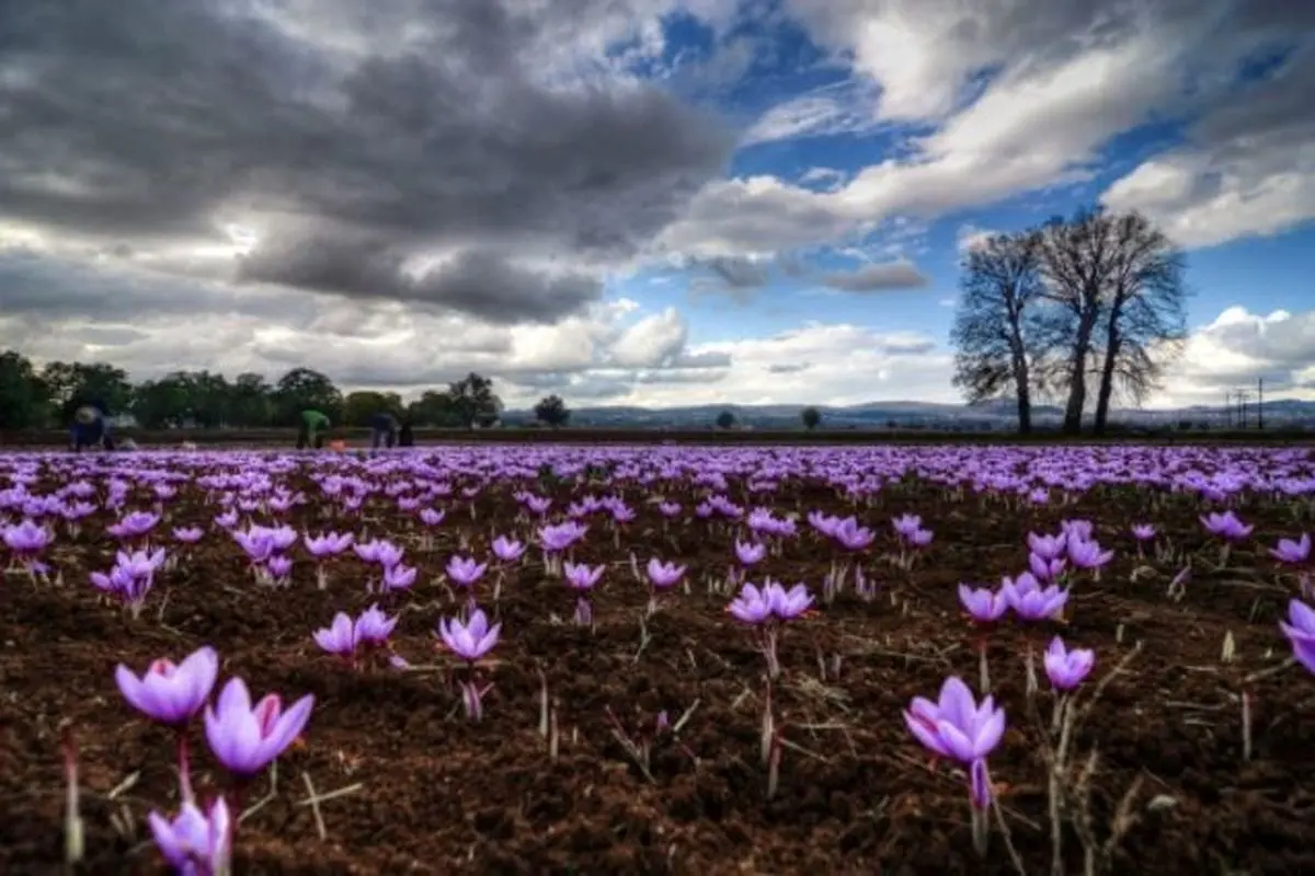  خواص زعفران برای پوست + 3 روش استفاده برای شادابی پوست