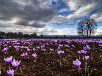  خواص زعفران برای پوست + 3 روش استفاده برای شادابی پوست