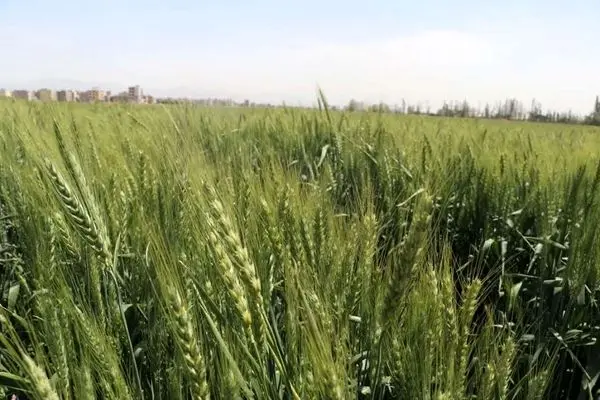 آغاز برداشت علوفه قصیل از مزارع استان قزوین