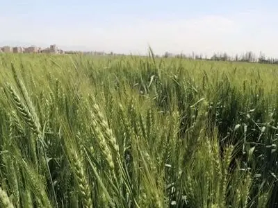 آغاز برداشت علوفه قصیل از مزارع استان قزوین