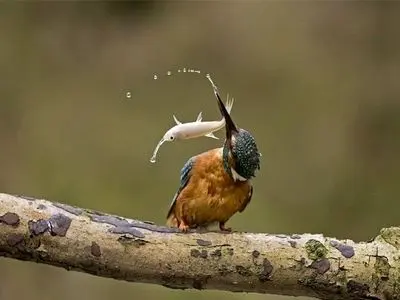 تصاویر ناب از شکار مرغ ماهیخوار+ عکس