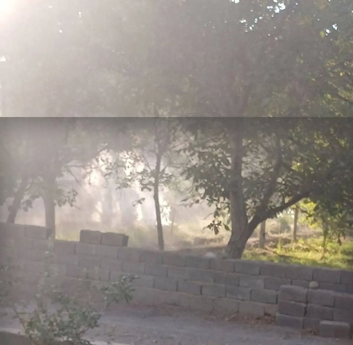 سوزاندن برگ‌ درختان پیگیری قضایی می‌شود