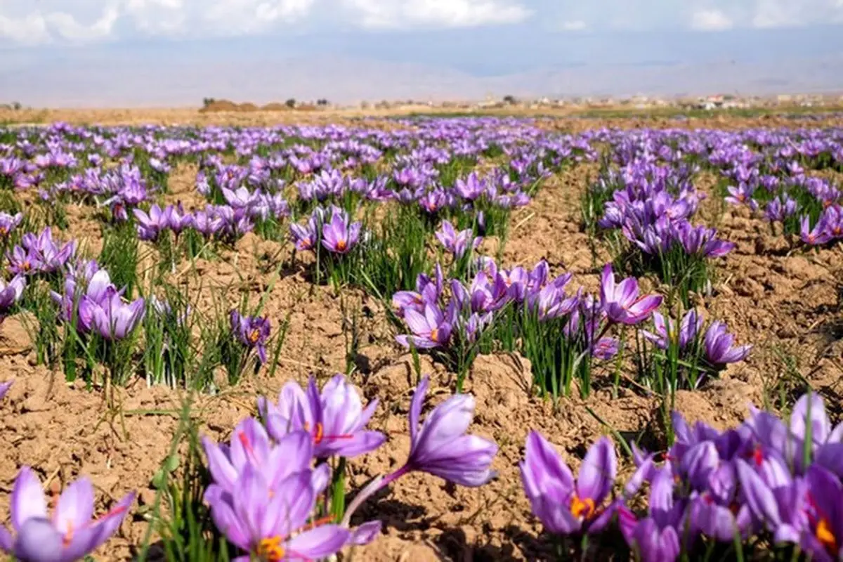 پیش بینی برداشت 135 کیلوگرم زعفران در آذربایجان غربی