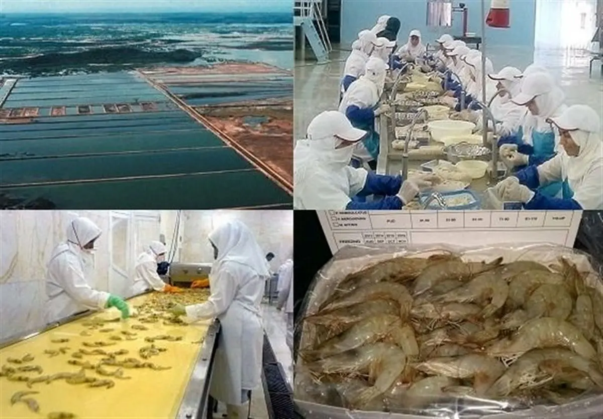 ۹ کارخانه فرآوری میگو درگلستان وجود دارد/حمایت از صنعت میگو یکی از اولویت‌های اصلی ما است
