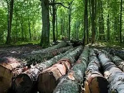 کشف حدود ۵۰ تن چوب جنگلی قاچاق در آستانه اشرفیه