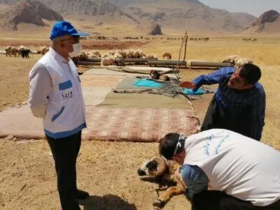 آغاز واکسیناسیون دام های شهرستان کرمانشاه  علیه بیماری آبله از هفته آینده