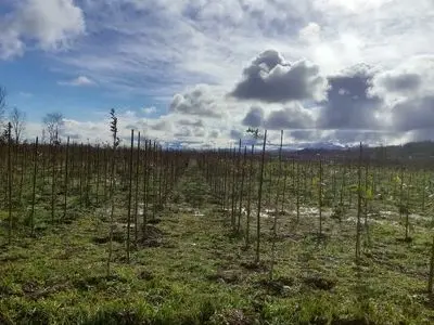 شروع وزش باد گرم از فردا تا پایان هفته