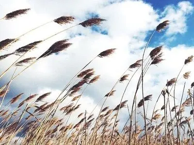 پایداری نسبی هوای و تداوم وزش بادجنوبی تا ۳ روز آینده در گیلان