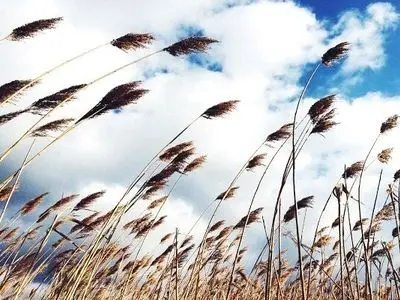 پایداری نسبی هوای و تداوم وزش بادجنوبی تا ۳ روز آینده در گیلان