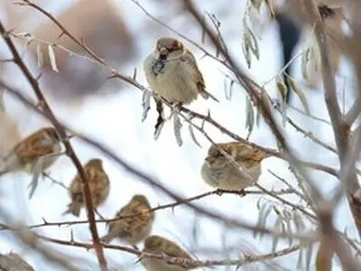 یک کشف جدید و جالب محققان درباره گنجشک‌ها