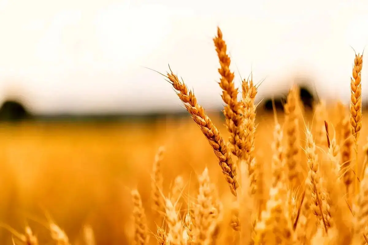 خرید بیش از نیاز نان موجب تشکیل صف‌ است/ تأمین کامل ذخایر استراتژیک گندم