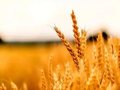 خرید بیش از نیاز نان موجب تشکیل صف‌ است/ تأمین کامل ذخایر استراتژیک گندم