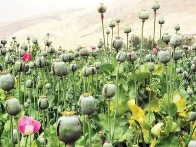 امحای ۶۲ هزار متر مربع کشت غیرقانونی خشخاش در قصرشیرین