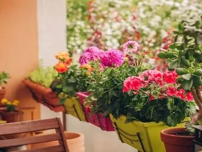 بهترین گیاهان برای بالکن + عکس