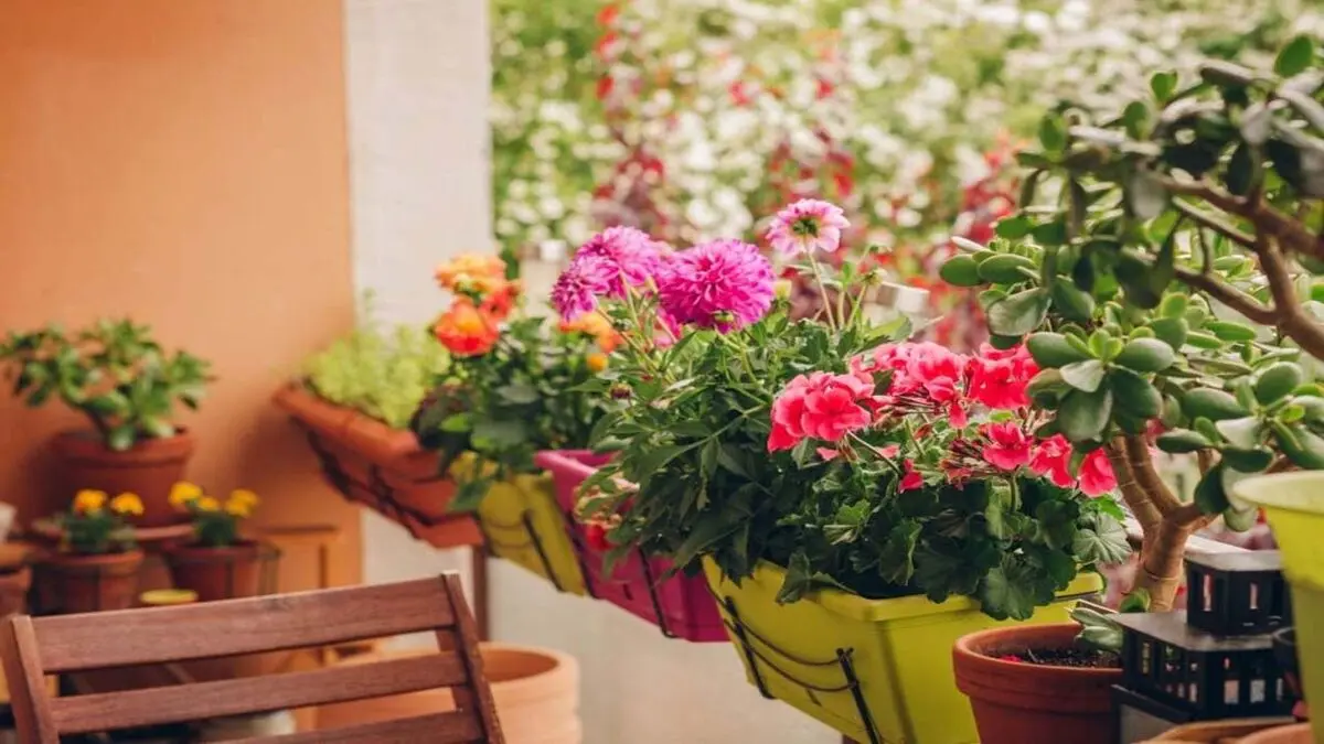 بهترین گیاهان برای بالکن + عکس