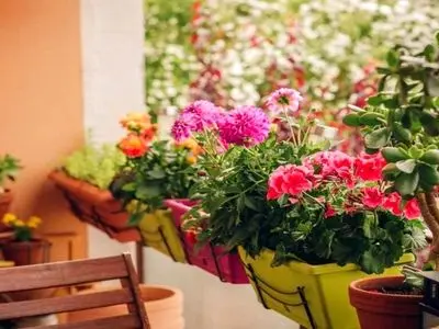 بهترین گیاهان برای بالکن + عکس