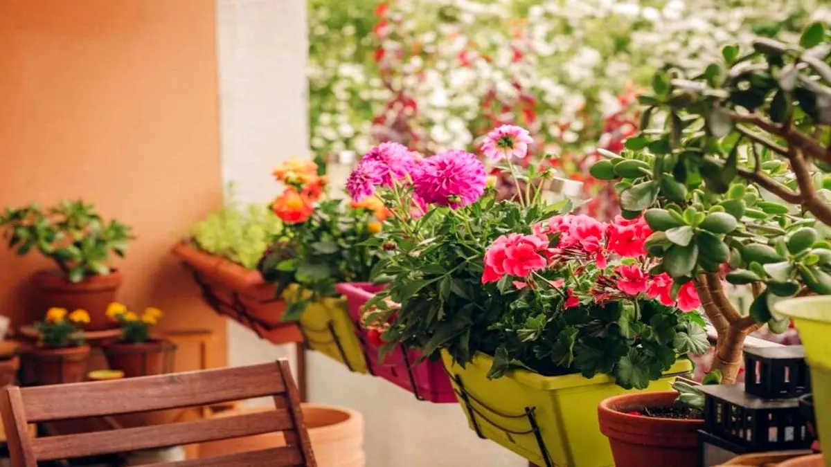 بهترین گیاهان برای بالکن + عکس