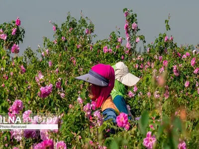 اختصاص بیش از 20 هزار میلیارد ریال به کشاورزی همدان