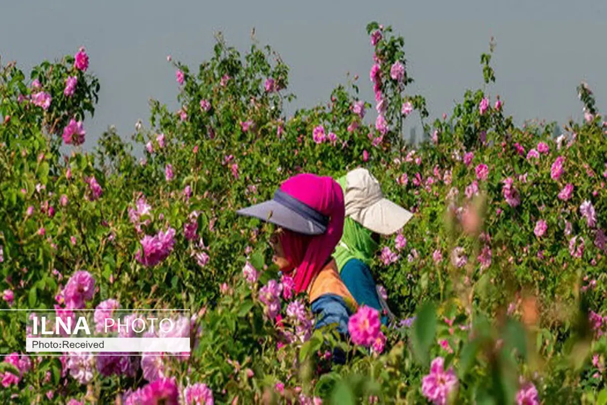 صدور دو مجوز گردشگری کشاورزی در بوئین‌زهرا