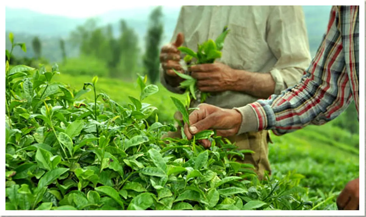 افزایش ۲۱ درصدی قیمت خرید تضمینی برگ سبز چای در سال ۹۴