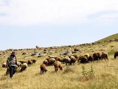 حمایت از دامداران عشایری با افزایش دسترسی به بیمه و نهاده‌های دامی
