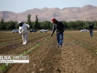 شرایط سخت کارگران کشاورز در ایالات متحده/ برخورداری از حقوق انسانی حق ماست