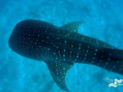 نمایش «آخرین کوسه نهنگ» در جشنواره خیرونای اسپانیا