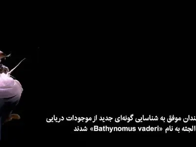 کشف گونه‌ای جدید از حشرات دریایی عظیم‌الجثه در ویتنام + فیلم