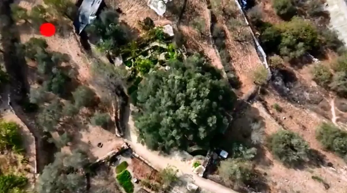 فصل خونین برداشت زیتون در کرانه باختری + فیلم