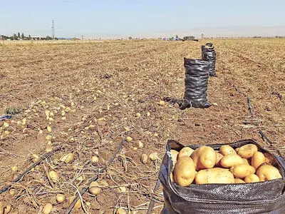 خرید توافقی سیب‌ زمینی در گلستان آغاز شد
