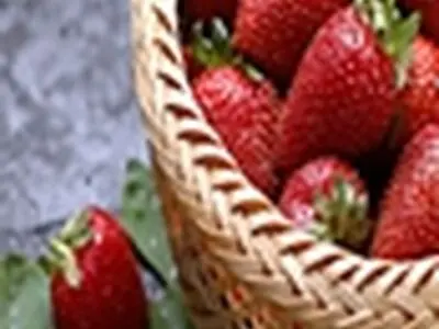 برداشت بیش از ۴هزار تن توت فرنگی در شهرستان بابلسر