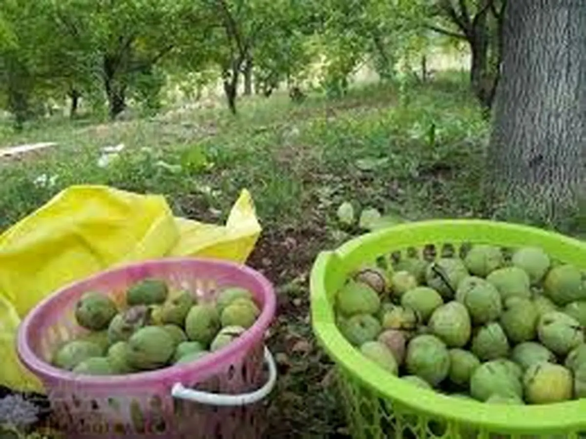 برداشت ۷۰۰۰ تن گردو از باغات آذربایجان غربی