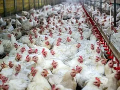 قیمت مرغ و شترمرغ زنده گوشتی اعلام شد 