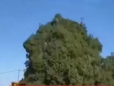 هیچ درخت ۷۰۰ ساله‌ای در اسلام آباد غرب قطع نشده است