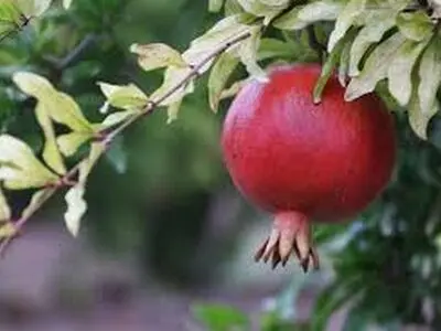 برداشت انار از باغات اندیکا آغاز شد