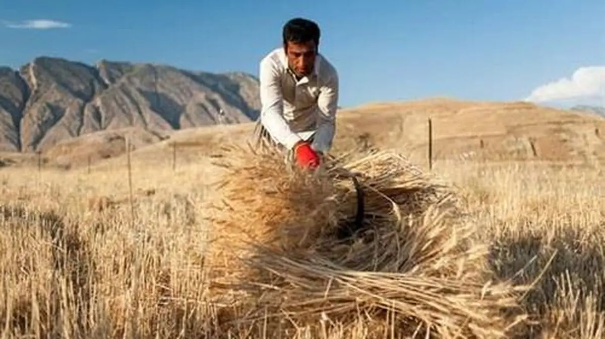 کاهش 40 درصدی تولید گندم در استان همدان
