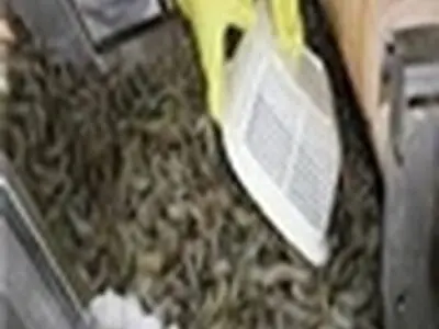 اشتغال جوان تحصیل کرده در رشته آبزی پروری مورد توجه دولت قرار گیرد